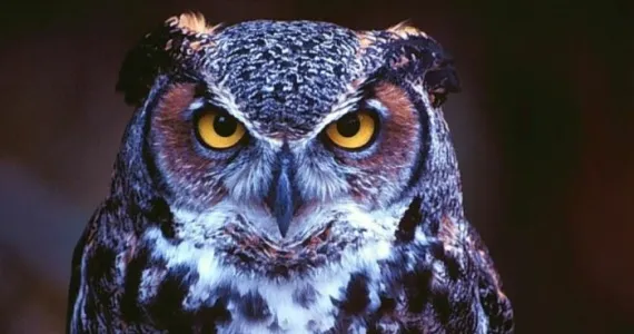 The Symbolism of the Athenian Owl